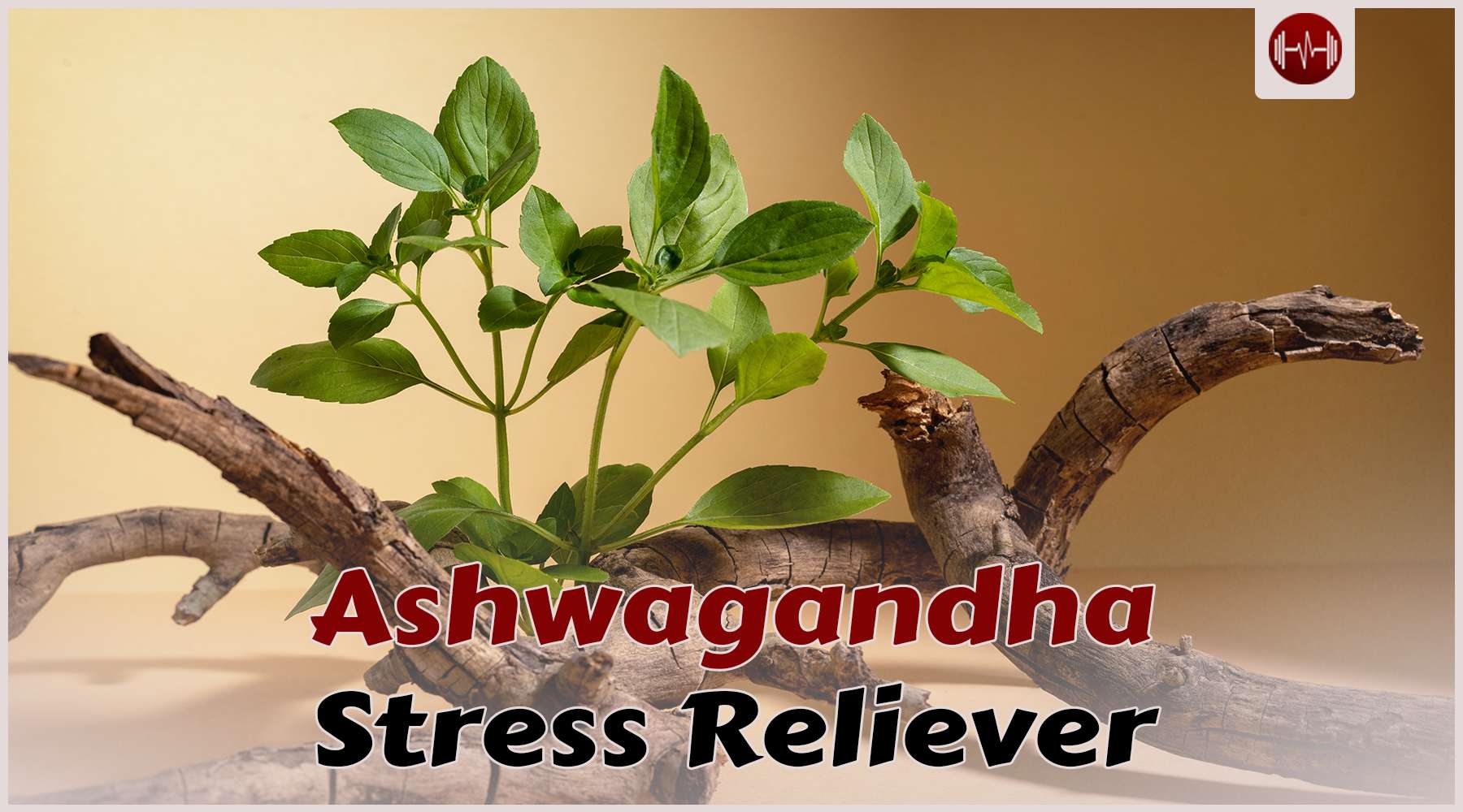 The Power of Ashwagandha: Nature’s Stress Reliever