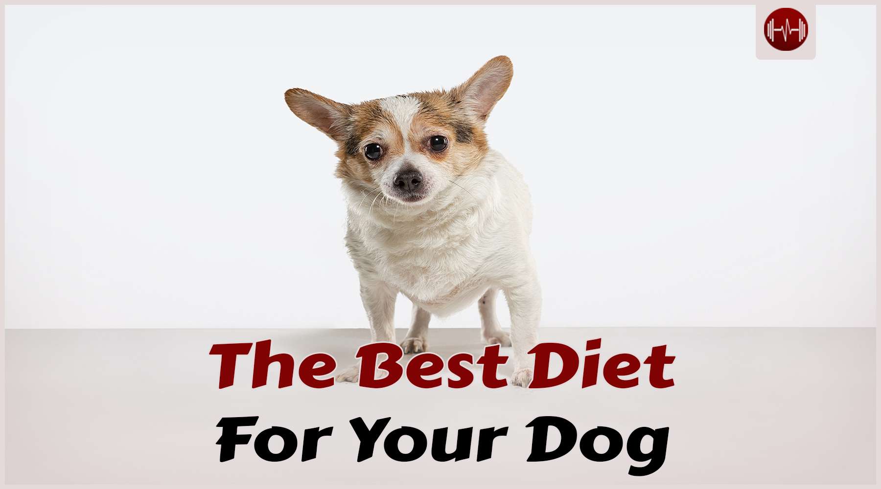 The Best Diet for Dogs: Ensuring Optimal Health and Vitality